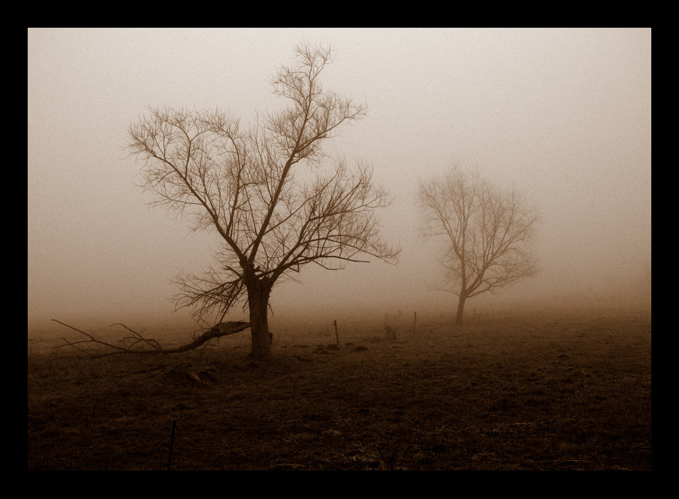 Drzewa we mgle